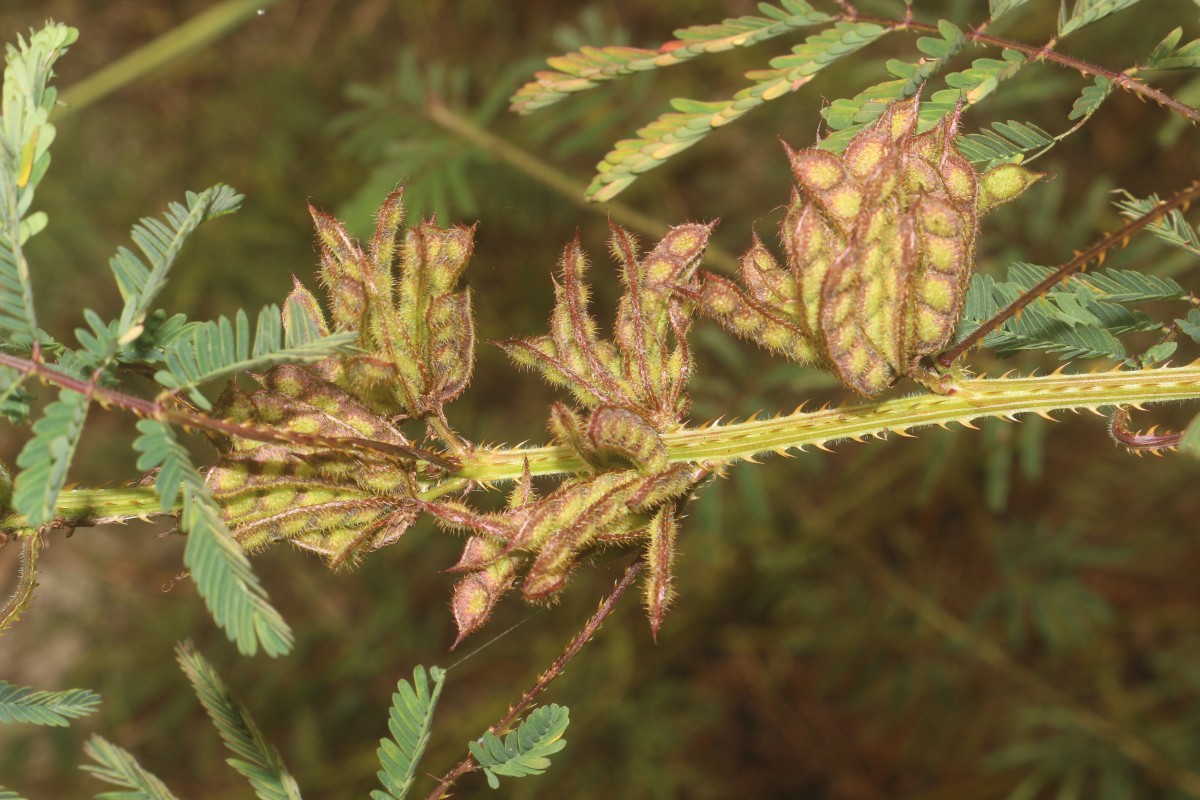 Mimosa diplotricha C.Wright